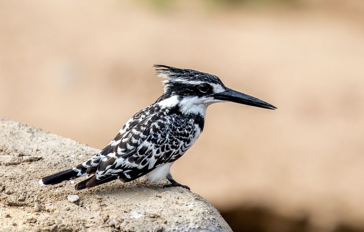 Pied Kingfisher